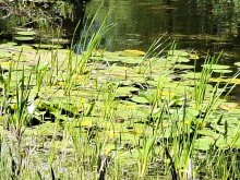 wandelen